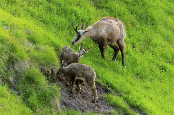Chamois mother with young on the slope of a green meadow in wild nature, chamois, chamois, (Rupicapra rupicaprae), wildlife, Vosges, France