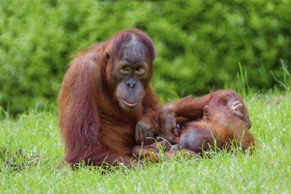 Animal portrait, two Borneo orangutans (pongo pygmaeus) playing, captive, distribution Borneo