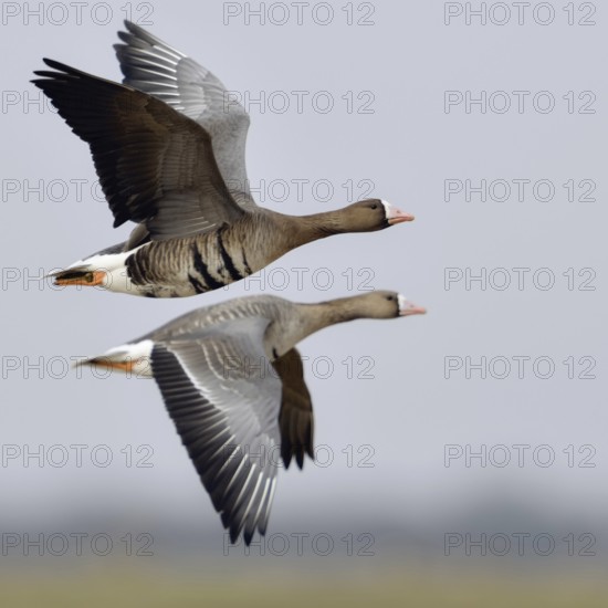 Travelling together... White-fronted geese (Anser albifrons), adult birds, two adult wild geese in flight over meadows and fields on the Lower Rhine, perhaps a pair, couple, interesting opposing wing posture, flying in flapping flight, native nature, Lower Rhine, Rhineland, North Rhine-Westphalia, Germany, Western Europe