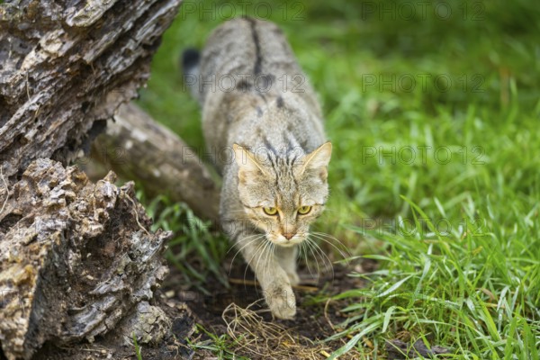 European wildcat (Felis silvestris silvestris) on a meadow, Hesse, Germany