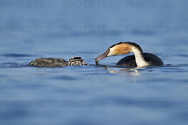 Great Crested Grebe (Podiceps Scalloped ribbonfish), feeding a chick with fish, swimming in the water, Lake Zug, Canton Zug, Switzerland