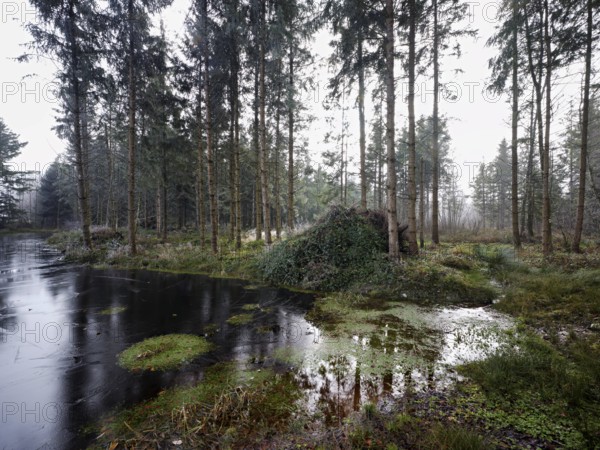 Ballmoos forest reserve, raised bog in the fog, Lieliwald, Lindenberg, Horben, Canton Lucerne, Switzerland