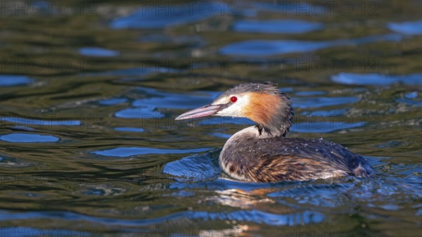 Great crested grebe (Podiceps scalloped ribbonfish) swimming on a lake, Reintaler See, Breitenbach, Tyrol, Austria