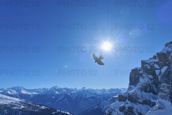 Alpine chough (Pyrrhocorax graculus), bird in front of snow-covered mountains and bright sunlight, Gemmi Pass, Leukerbad, Leuk, Valais, Switzerland