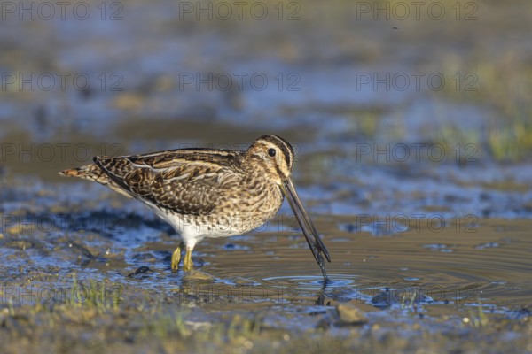 Common Snipe (Gallinago gallinago) foraging, Netherlands