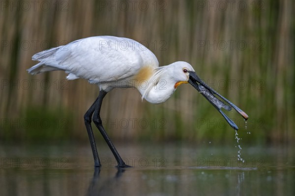 Eurasian Spoonbill (Platalea leucorodia) eating a fish prey, Kiskunsag National Park, Hungary
