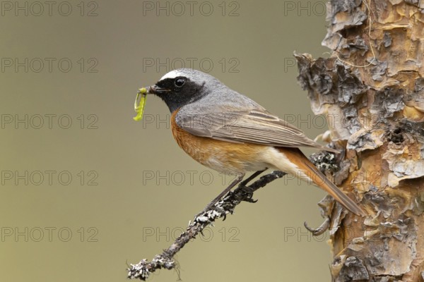 Common Redstart (Phoenicurus phoenicurus) male perched on a branch with food in its beak, Dalarna, Sweden