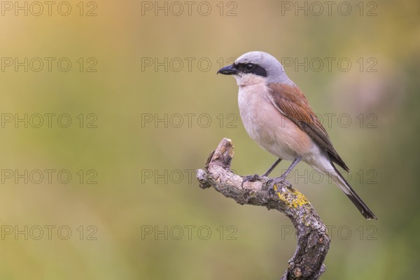 Red-backed Shrike (Lanius collurio) male, Saxony-Anhalt, Germany