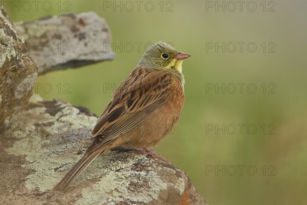 Ortolan Bunting (Emberiza hortulana) male, Armenia