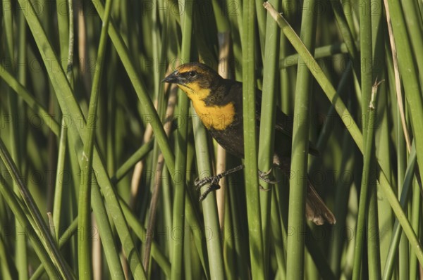 Yellow-headed Blackbird (Xanthocephalus xanthocephalus), Arizona, USA