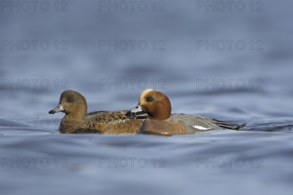 Eurasian Wigeon (Mareca penelope), British Columbia, Canada