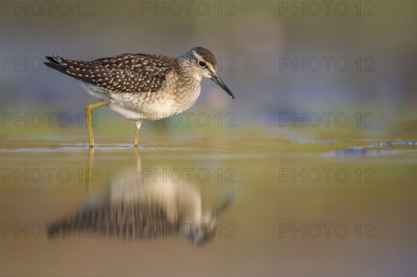 Wood Sandpiper (Tringa glareola) foraging, Poland