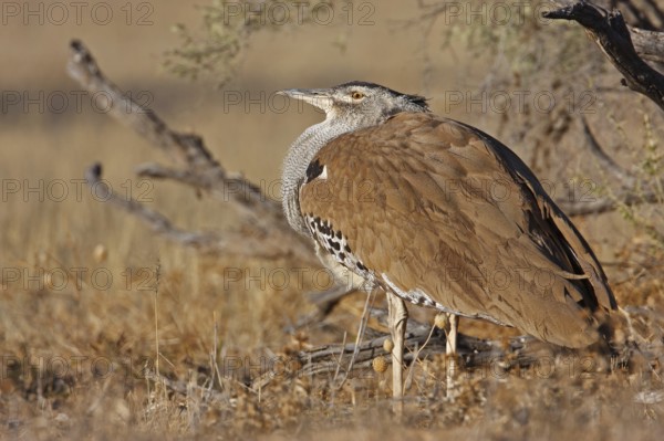 Kori Bustard (Ardeotis kori), Northern Cape, South Africa