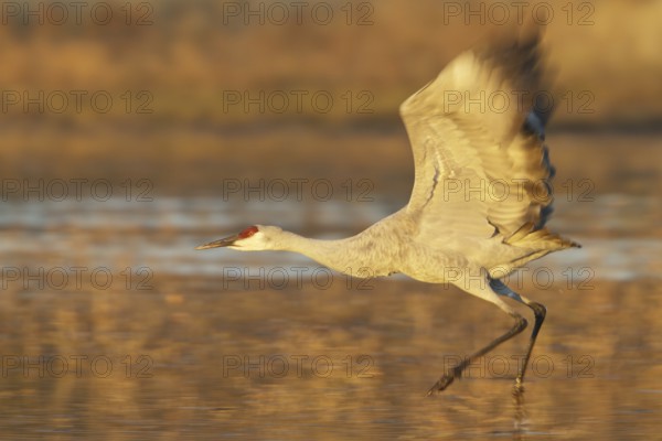 Sandhill Crane (Antigone canadensis), New Mexico, USA