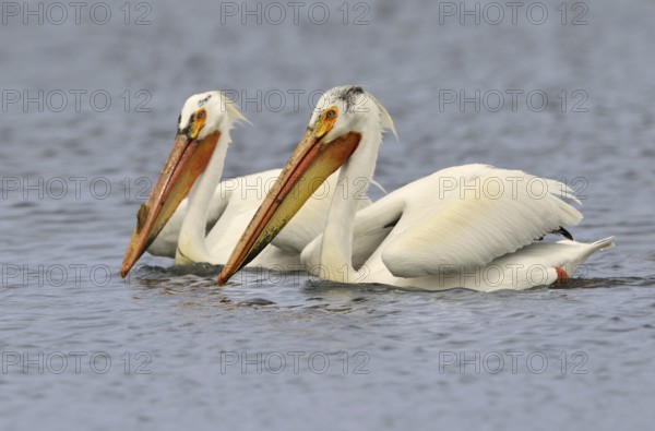 American White Pelican (Pelecanus erythrorhynchos), Alberta, Canada