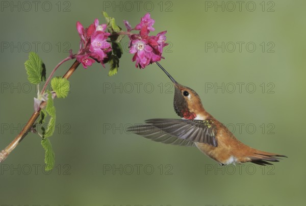 Rufous Hummingbird (Selasphorus rufus) male, British Columbia, Canada