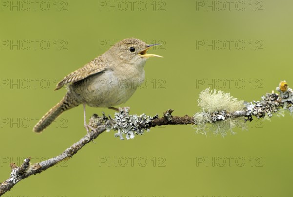 House Wren (Troglodytes aedon), British Columbia, Canada