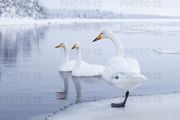 Whooper Swan (Cygnus cygnus) group, Finland