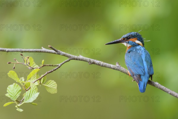 Common Kingfisher (Alcedo atthis) male, Bavaria, Germany