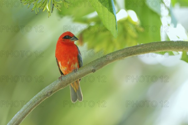 Red Fody (Foudia madagascariensis) male, Bird Island, Seychelles