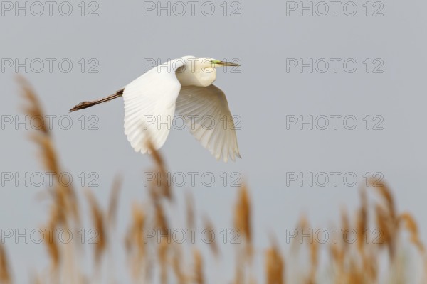 Great Egret (Ardea alba) flying, Lake Neusiedl, Austria