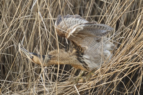 Eurasian Bittern (Botaurus stellaris), Hesse, Germany
