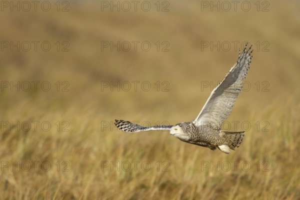Snowy Owl (Bubo scandiacus) flying, Vlieland, Netherlands