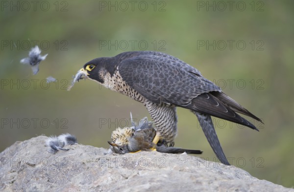 Peregrine Falcon (Falco peregrinus) female, Saxony, Germany