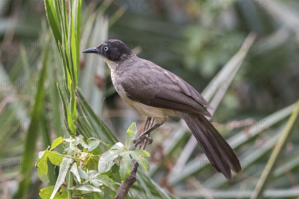Blackcap Babbler (Turdoides reinwardtii), Gambia