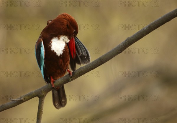 White-throated Kingfisher (Halcyon smyrnensis) preening, Rajasthan, India