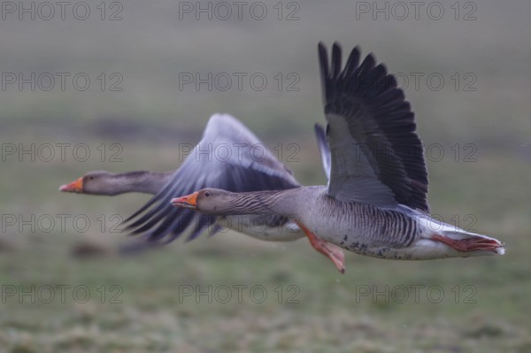 Greylag Goose (Anser anser) flying, Netherlands