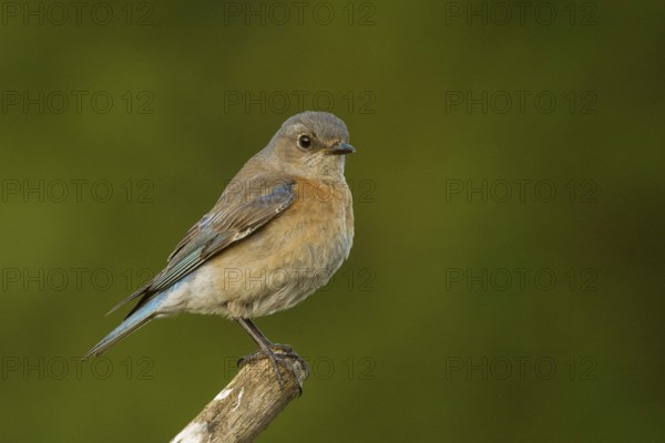 Female Western Bluebird (Sialia mexicanus)