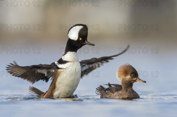 Hooded Merganser (Lophodytes cucullatus) in the ocean near Victoria, British Columbia, Canada