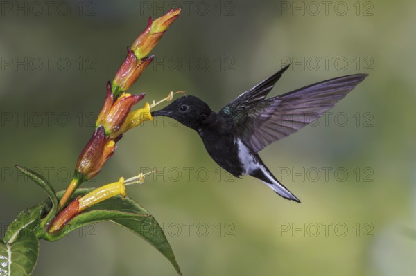 Black Jacobin (Florisuga fusca) flying and feeding at a flower in the Atlantic rainforest of southeast Brazil