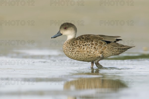 Grey Teal (Anas gracilis), Victoria, Australia