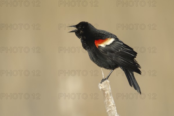 Red-winged Blackbird (Agelaius phoeniceus) male, Ontario, Canada