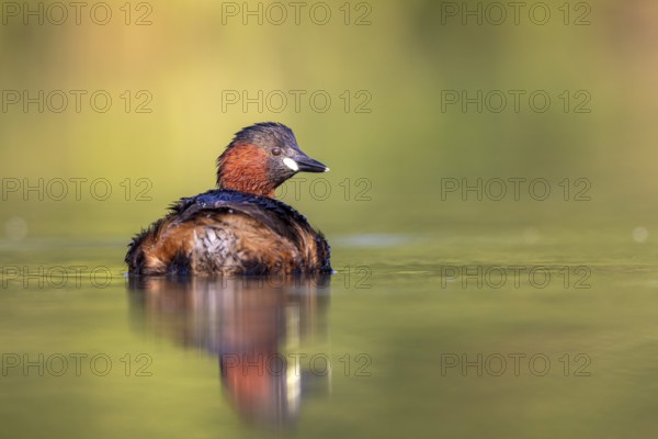 Little Grebe (Tachybaptus ruficollis), North Rhine-Westphalia, Germany