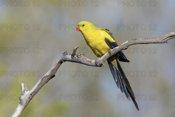 Regent Parrot (Polytelis anthopeplus) male perched on a branch, Victoria, Australia