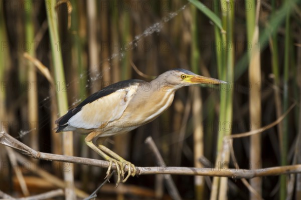 Little Bittern (Ixobrychus minutus) male, Greece