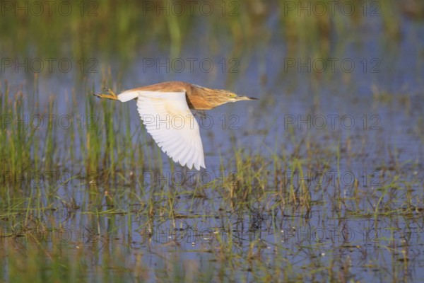 Squacco Heron (Ardeola ralloides) flying, Greece