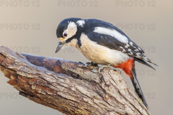 Buntspecht, Dendrocopos major, weibl. Great Spotted WoodpeckerDendrocopos major