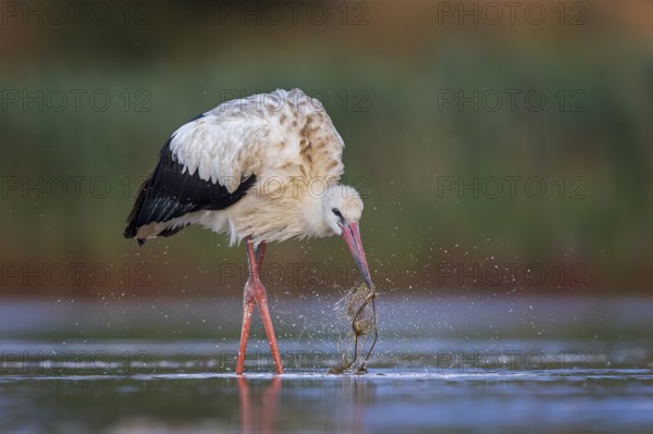 White Stork (Ciconia ciconia) foraging in shallow water, Saxony-Anhalt, Germany