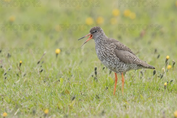 Common Redshank (Tringa totanus) calling, Iceland