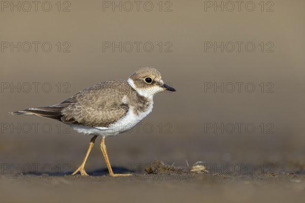 Little Ringed Plover (Charadrius dubius) juvenile, North Rhine-Westphalia, Germany