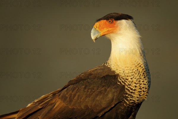 Caracara, sitting on sand beach, Corcovado NP, Costa Rica. Southern Caracara plancus, in morning light. Bird of prey eating turtle egga. Wildlife scene from nature, Central America. Sea beach
