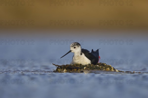 Black-winged Stilt (Himantopus himantopus) male on nest, North Rhine-Westphalia, Germany