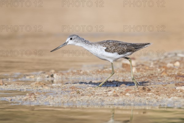 Common Greenshank (Tringa nebularia) foraging, Eilat, Israel