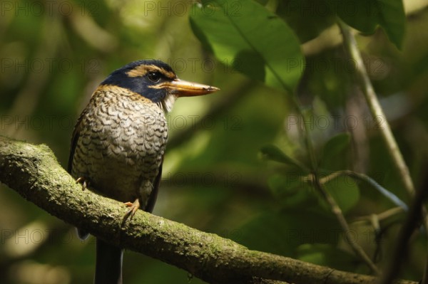 Scaly-breasted Kingfisher (Actenoides princeps) male perched on a branch, Sulawesi Utara, Indonesia