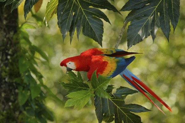 Red parrot in green vegetation. Scarlet Macaw, Ara macao, in dark green tropical forest, Costa Rica, Wildlife scene from tropic nature. Red bird in the forest. Parrot in the green jungle habitat