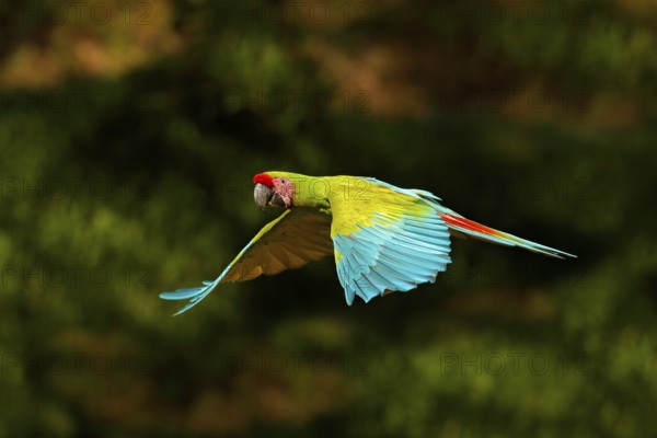 Red parrot in fly. Great Green Macaw, Ara ambigua, in tropical forest, Costa Rica, Wildlife scene from tropic nature. Blue and green bird in the forest. Parrot flight in the green jungle habitat